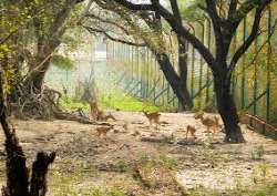The fall is located in the Bhadra wildlife sanctuary.
